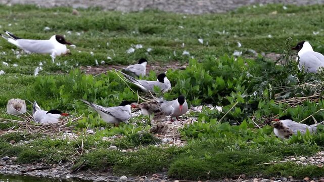 Common terns (Sterna hirundo), Texel Island, Netherlands