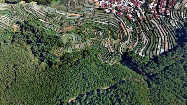 Aerial view of Pagergunung terraced fields and dense forest in the mountainous landscape of Ngablak, Central Java, Indonesia.