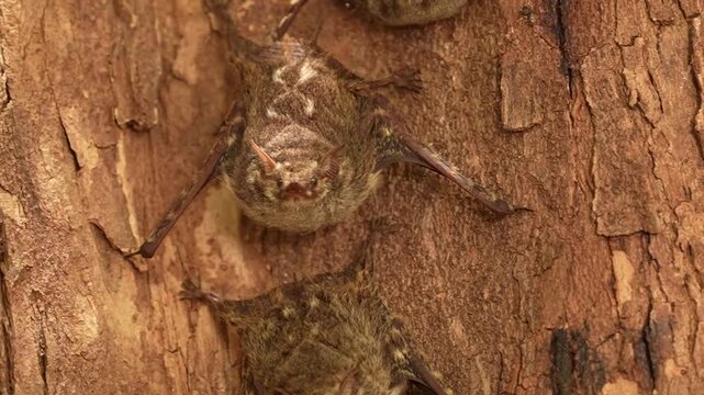 Video Bat Long-long-nosed proboscis bat (Rhynchonycteris naso), hanging from tree, Pantanal, Brazil, South America