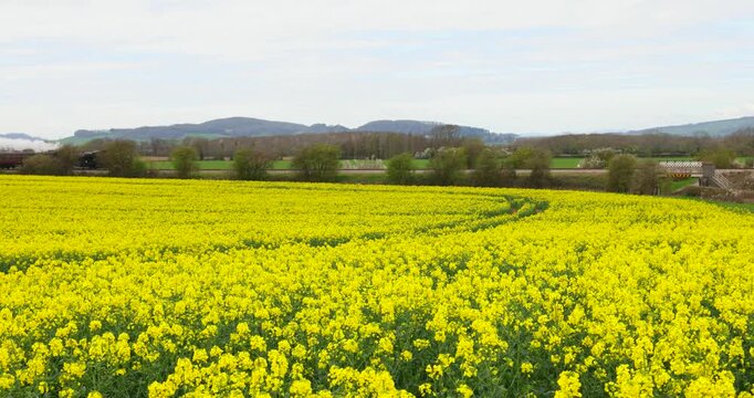 Steam Railway, Gloucestershire Warwickshire Steam Railway, GWSR, Rapeseed Field, Broadway, The Cotswolds, England, Great Britain
