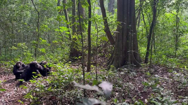 Chimpanzee (Pan Troglodytes) climbing down from a tree, three males grooming in the rainforest, Kibale National Park, Uganda