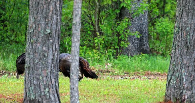 Wild turkey. Meleagris gallopavo. Male in courtship display. Region of La Mauricie, province of Quebec. Canada