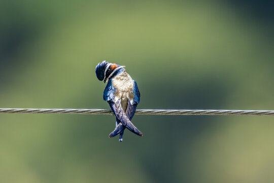 whiskered treeswift elongated white &ldquo;whiskers&rdquo; and brows give this elegant species 