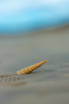 Minimalist macro shot of small pointed auger seashell resting on sandy beach coast
