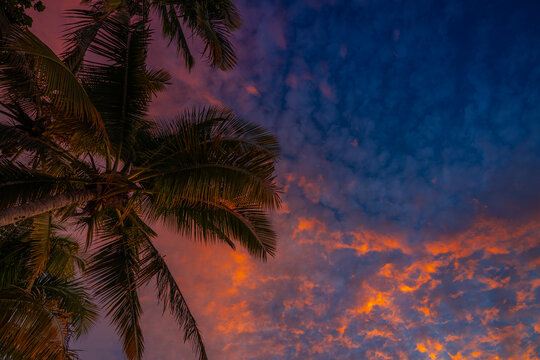 Vibrant tropical sunset with palm trees under a colorful dramatic cloudscape