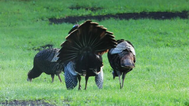 Wild turkey. Meleagris gallopavo. Male in courtship display with a group of females. Region of La Mauricie. Province of Quebec. Canada