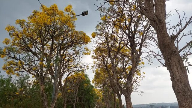 Yellow flowering Tabebuia trees shed their petals during autumn. Blooming Tabebuia trees drop their petals onto the ground amidst the autumn foliage.