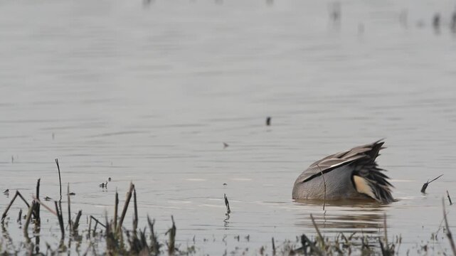Eurasian Teal, Anas crecca, birds in spring courtship on marshes