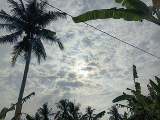 coconut palm tree © Soleh