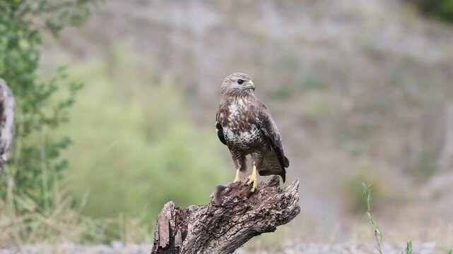 Steppe buzzard (Buteo buteo) Germany
