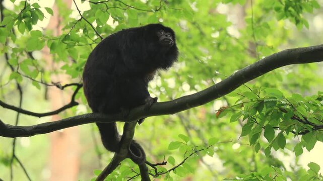 Black howler monkey (Alouatta caraya), adult, male, tree-eating, Brazil, South America