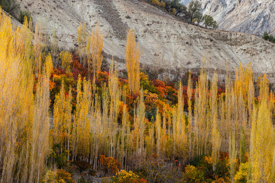 View of tall poplar trees with vibrant yellow autumn foliage and colorful shrubs set against a rugged mountain slope in Skardu, Gilgit Baltistan, Pakistan.