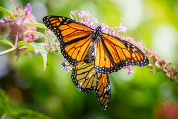A pair of Monarch butterflies mating on purple butterfly bush flowers at Urquhart Butterfly Garden, Dundas, Ontario, Canada © Teresa