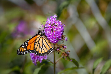 Monarch butterfly resting on a purple butterfly bush flower cluster at Urquhart Butterfly Garden, Dundas, Hamilton, Ontario, Canada © Teresa