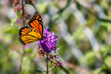 Monarch butterfly resting on a purple butterfly bush flower cluster at Urquhart Butterfly Garden, Dundas, Hamilton, Ontario, Canada © Teresa