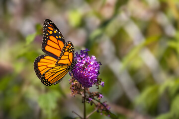 Monarch butterfly resting on a purple butterfly bush flower cluster at Urquhart Butterfly Garden, Dundas, Hamilton, Ontario, Canada © Teresa
