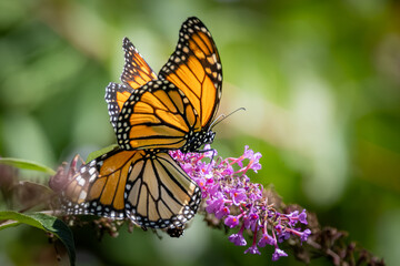 A pair of Monarch butterflies mating on purple butterfly bush flowers at Urquhart Butterfly Garden, Dundas, Ontario, Canada © Teresa