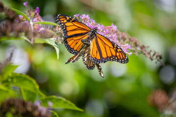 A pair of Monarch butterflies mating on purple butterfly bush flowers at Urquhart Butterfly Garden, Dundas, Ontario, Canada © Teresa