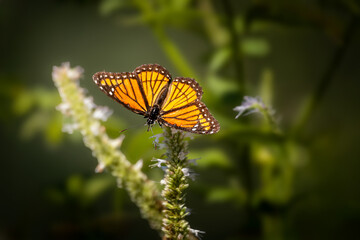Viceroy butterfly with open wings resting on white flower spikes at Urquhart Butterfly Garden, Dundas, Hamilton, Ontario, Canada © Teresa