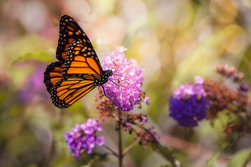 Monarch butterfly resting on a purple butterfly bush flower cluster at Urquhart Butterfly Garden, Dundas, Hamilton, Ontario, Canada © Teresa