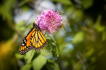 Monarch butterfly resting on a purple butterfly bush flower cluster at Urquhart Butterfly Garden, Dundas, Hamilton, Ontario, Canada © Teresa