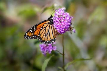 Monarch butterfly resting on a purple butterfly bush flower cluster at Urquhart Butterfly Garden, Dundas, Hamilton, Ontario, Canada © Teresa