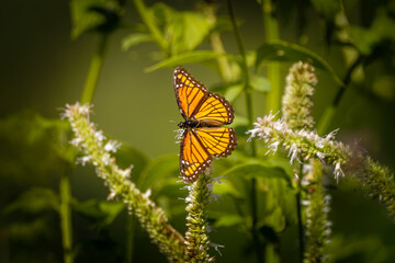 Viceroy butterfly with open wings resting on white flower spikes at Urquhart Butterfly Garden, Dundas, Hamilton, Ontario, Canada © Teresa