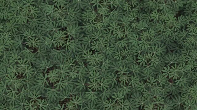 Aerial footage showing a green cassava field from directly above as a drone ascends over the crop.