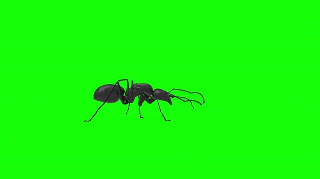 Side view of black ant, walk animation loop on green screen, VFX element - 60 fps, 4K Pro Res with mask pass