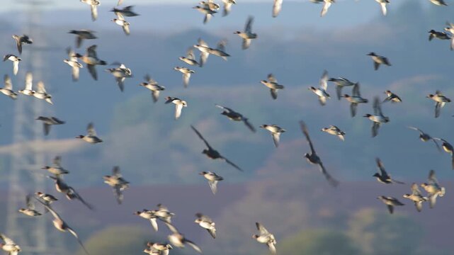 Eurasian Wigeon, Mareca penelope, birds in flight over winter marshes
