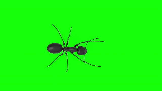 Top down view of black ant, walk animation loop on green screen, VFX element - 60 fps, 4K Pro Res with mask pass