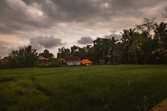 View of rice fields in Ubud with traditional houses, lush palm trees, and a dramatic cloudy sky in Ubud, Bali, Indonesia.