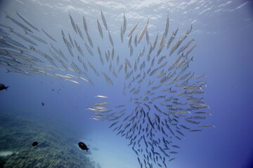 Akule, bigeye scad, swimming near a reef off the coast of Hawaii © willtu