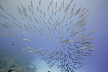 Akule, bigeye scad, swimming near a reef off the coast of Hawaii © willtu