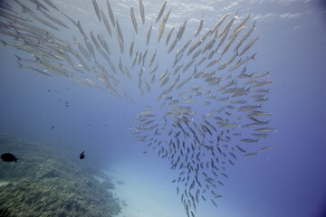 Akule, bigeye scad, swimming near a reef off the coast of Hawaii © willtu