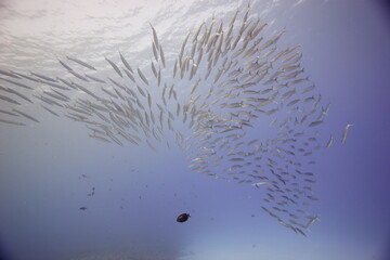 Akule, bigeye scad, swimming near a reef off the coast of Hawaii © willtu