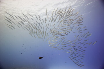Akule, bigeye scad, swimming near a reef off the coast of Hawaii © willtu