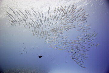 Akule, bigeye scad, swimming near a reef off the coast of Hawaii © willtu