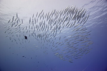 Akule, bigeye scad, swimming near a reef off the coast of Hawaii © willtu