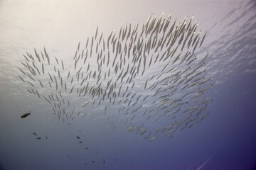 Akule, bigeye scad, swimming near a reef off the coast of Hawaii © willtu