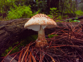 Old amanita muscaria hidden in the florest. © Carlos