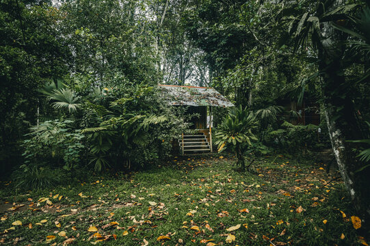 View of a small wooden cabin nestled in a lush tropical rainforest with dense foliage and fallen leaves on the ground in Puerto Viejo de Talamanca, Limon Province, Costa Rica.