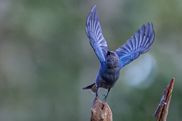 An Asian Drongo-Cuckoo (Surniculus lugubris) taking off from a dry wooden perch with fully spread wings, showing its glossy black plumage and striking red eyes against a soft bokeh background. © manoch