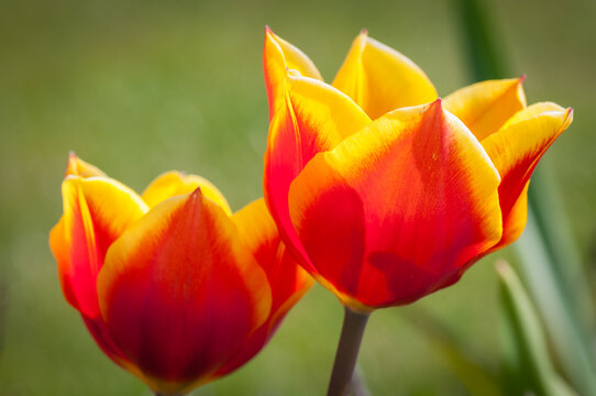View of two vibrant yellow and red tulips in full bloom against a soft green background in Washinton, United States.