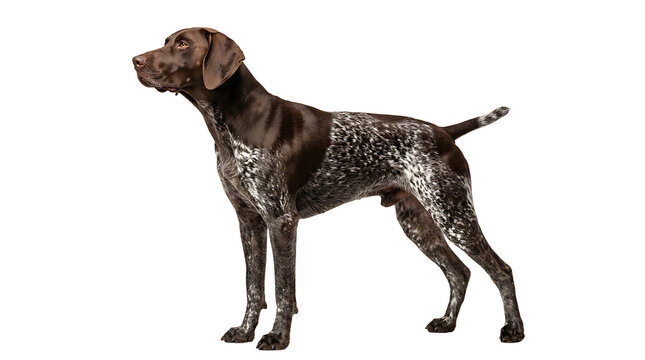 German Shorthaired Pointer standing profile isolated on transparent background