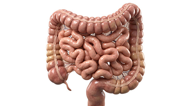 Human intestine anatomy. internal organs isolated on transparent background