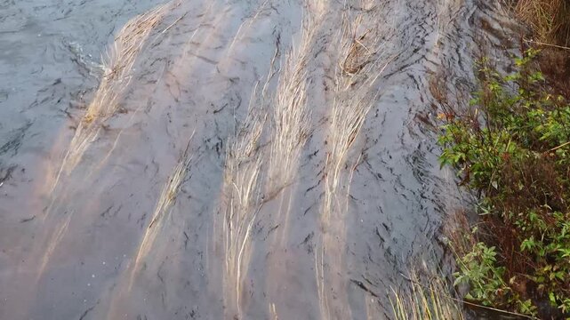 Stromstad, Sweden Strong water currents from heavy rain in the Str&ouml;ms&aring;n river push tall grasses underwater.  