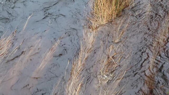 Stromstad, Sweden Strong water currents from heavy rain in the Str&ouml;ms&aring;n river push tall grasses underwater.  