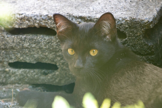 Black cat with intense yellow eyes resting by a weathered concrete structure.
A high-quality close-up portrait capturing a sleek black domestic cat resting outdoors under soft natural daylight. 