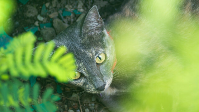 High angle portrait of a tortoiseshell cat hiding behind green leaves in a garden.
A high-quality close-up portrait capturing a domestic tortoiseshell cat resting on the ground.